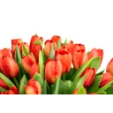 Bouquet of red tulips